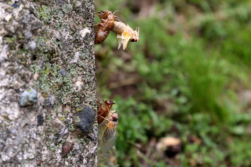 Two Brood X cicadas molt out of their exoskeletons, May 17, 2021.