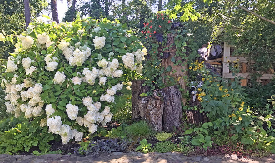 A white paniculata tree