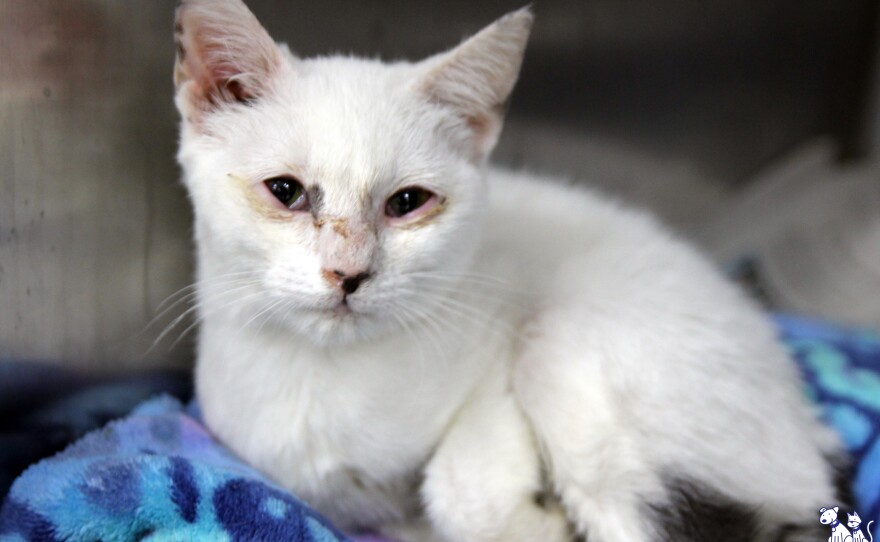 Law enforcement officials seized 62 cats and three dogs in raids on private homes in Bonham on Jan. 18. The animals were turned over to the SPCA of Texas.