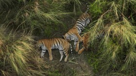 From “Wild Asia:  Life at Extremes 3D”