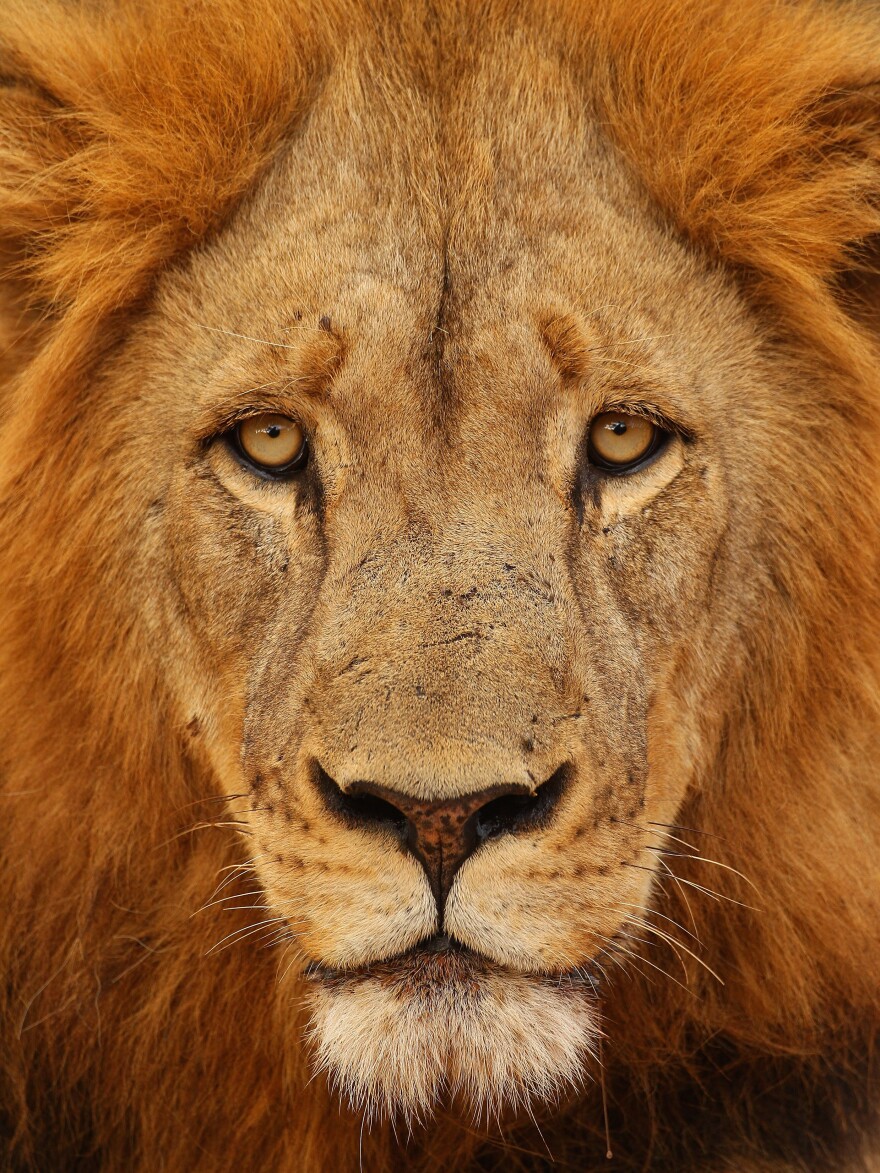 U.S. Fish and Wildlife Service is currently considering adding the African lion to its endangered species list.