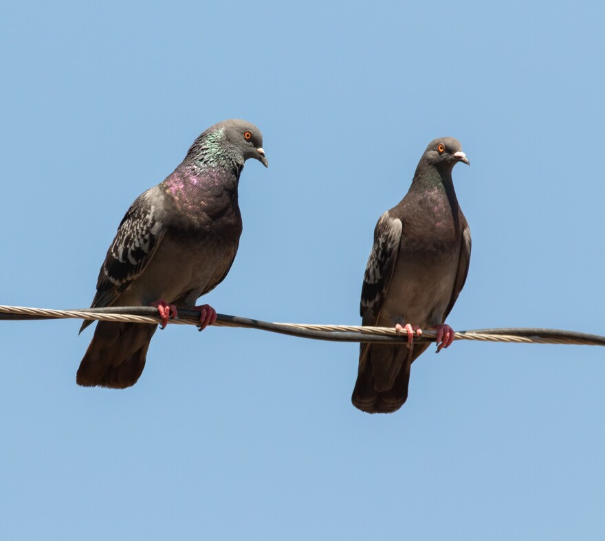 Rock Pigeons by James Childress