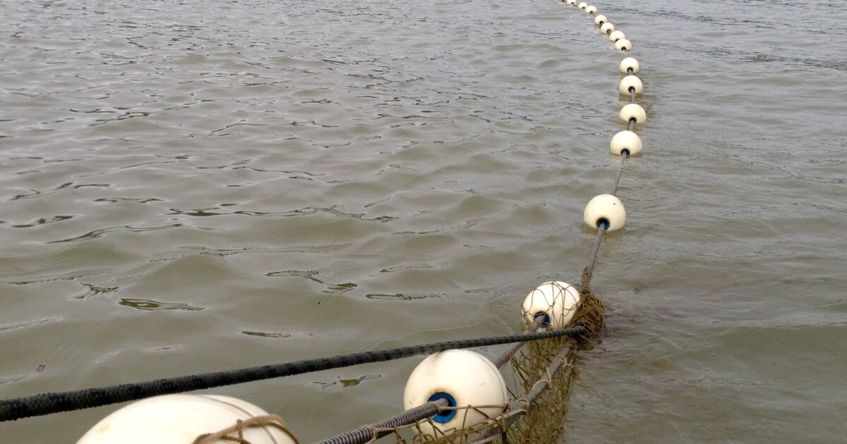 Feds take back management of Kuskokwim River salmon with emergency coho closure