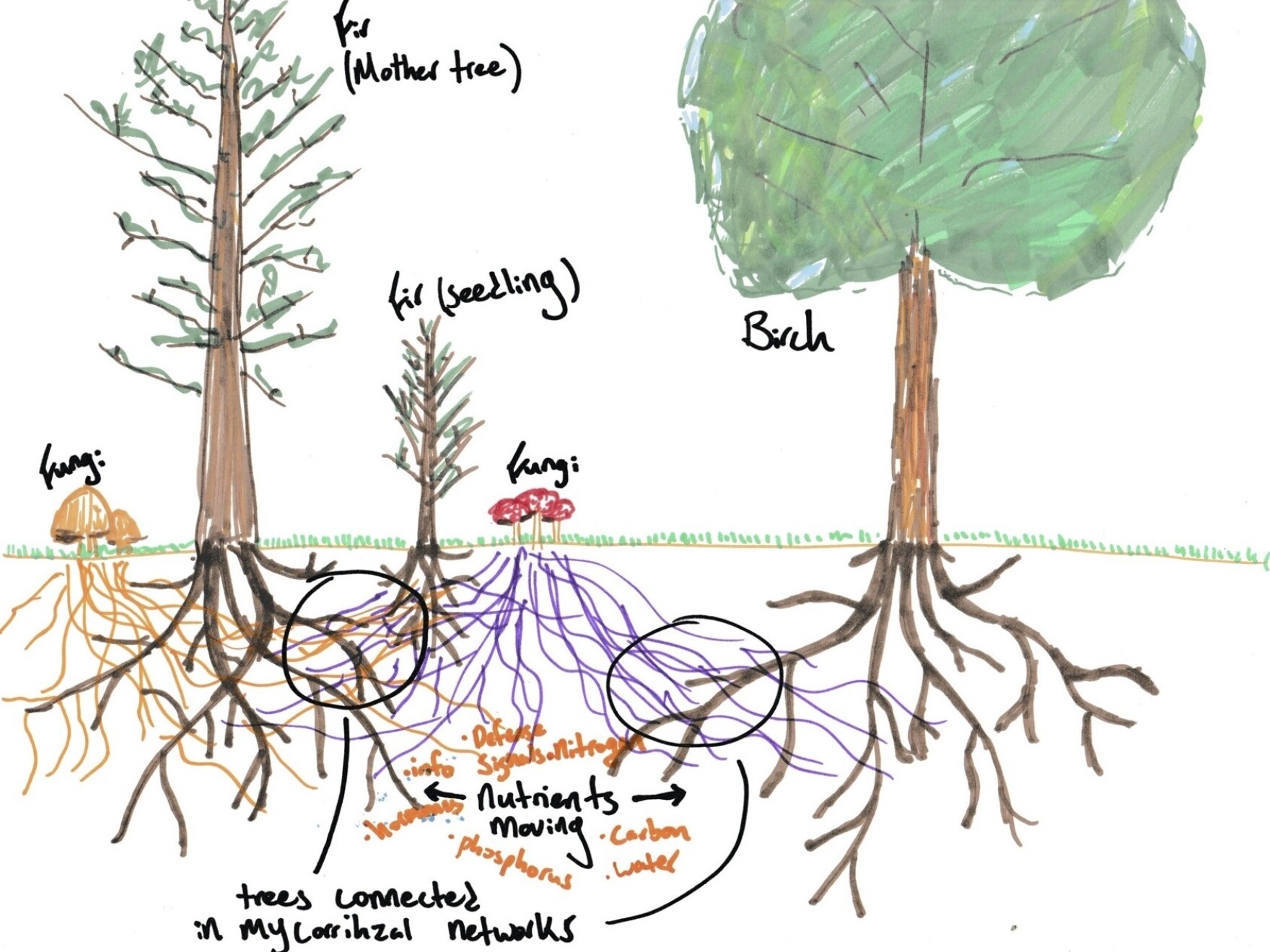Suzanne Simard How Do Trees Collaborate? Wyoming Public Media