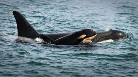 L122, one of the newest members of the Southern Resident Community of orcas, spotted Sept. 7 near Sooke, British Columbia.