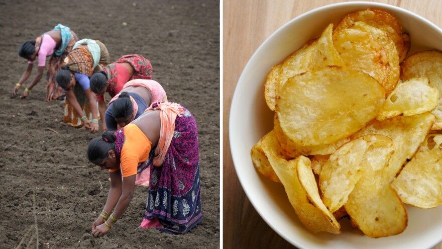 At left, laborers sow cotton seeds in a field ahead of anticipated monsoon rains in Warangal, India. At right, potato chips are often made with cottonseed oil.