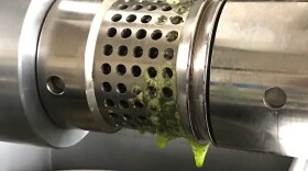 Hemp oil drips from the press this month as startup Hemp Northwest processes its first harvest.