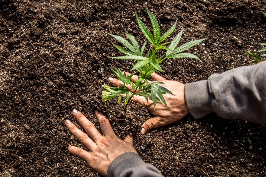 Close up of a farmer planting a cannabis plant into the ground.