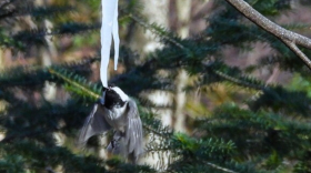 A Black-capped Chickadee drinks sweet sap from an icicle hanging from a maple tree in Finland on March 21, 2024.