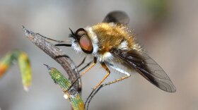 A bee fly