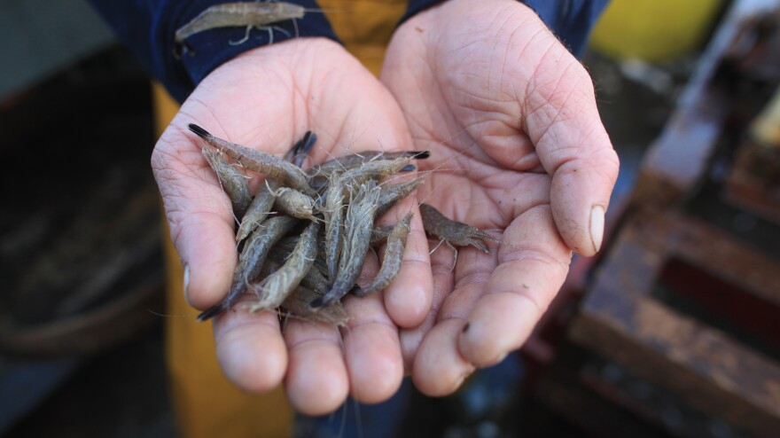 A fisherman holds freshly caught potted brown shrimp in Southport, England.