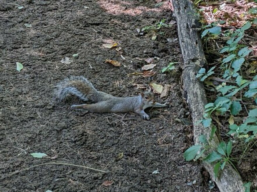 Splort Scruller The heat is making squirrels 'sploot' — a goofy act that signals ...