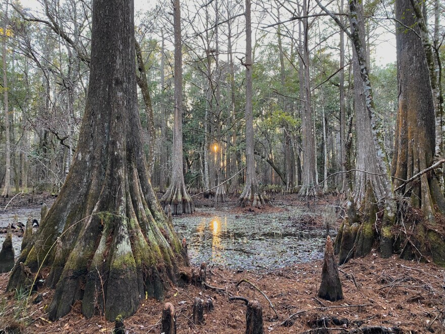 Film photo of a Cypress swamp in the St. Marks section of the Florida Trail, taken in January 2023.