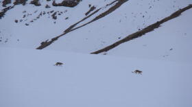 Snow leopards frolic on snowy terrain. (Courtesy of Kulbhushansingh Suryawanshi)