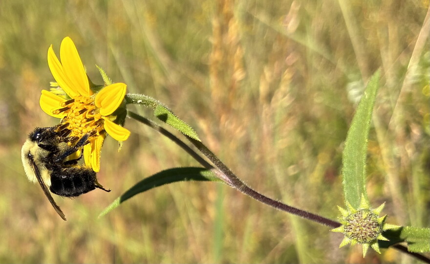 Bumblebees are helping to keep endangered Schweinitz's sunflowers going in the Piedmont.