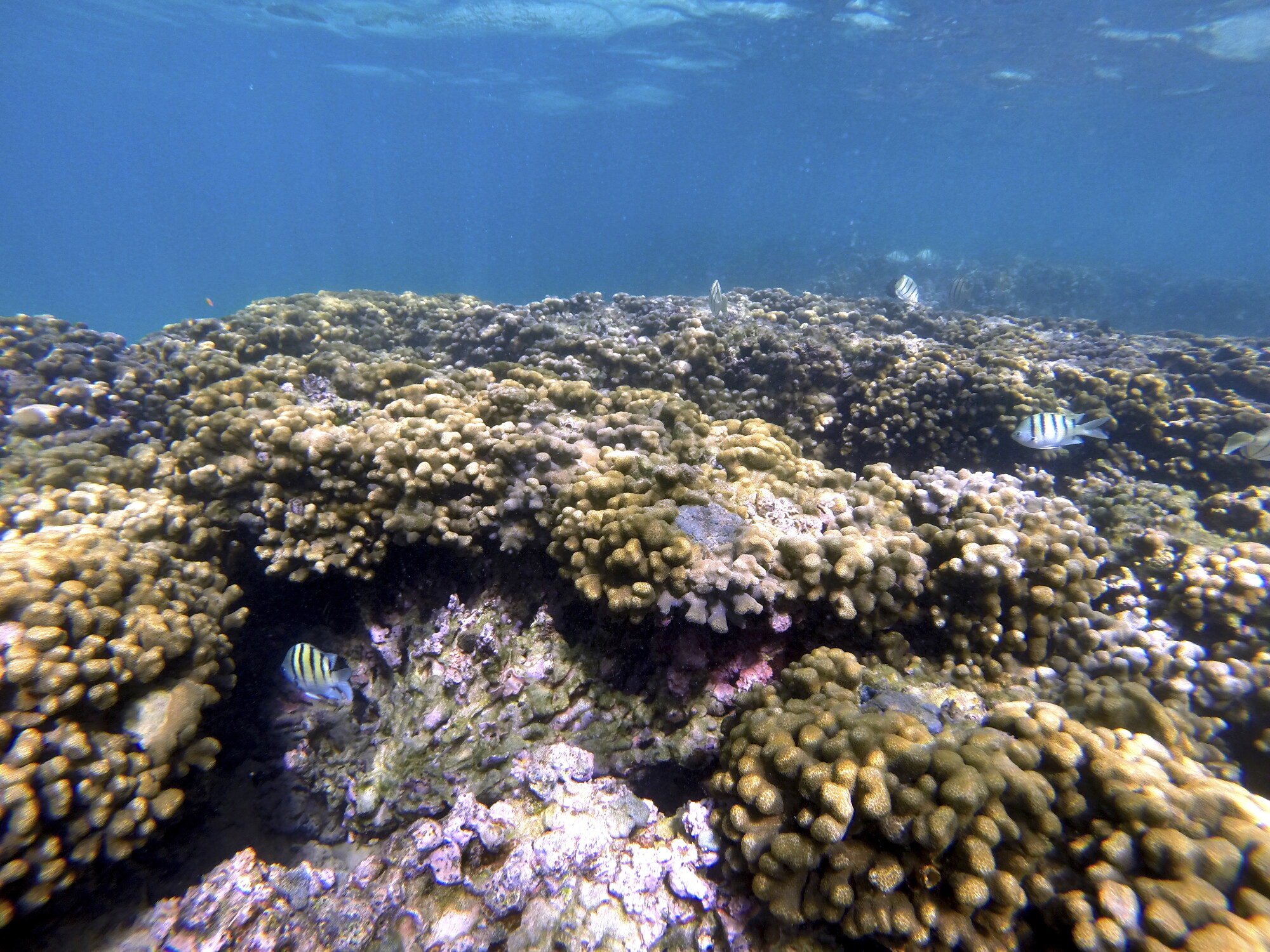 The Conversation: Storm damage to coral reefs; AI in the workplace