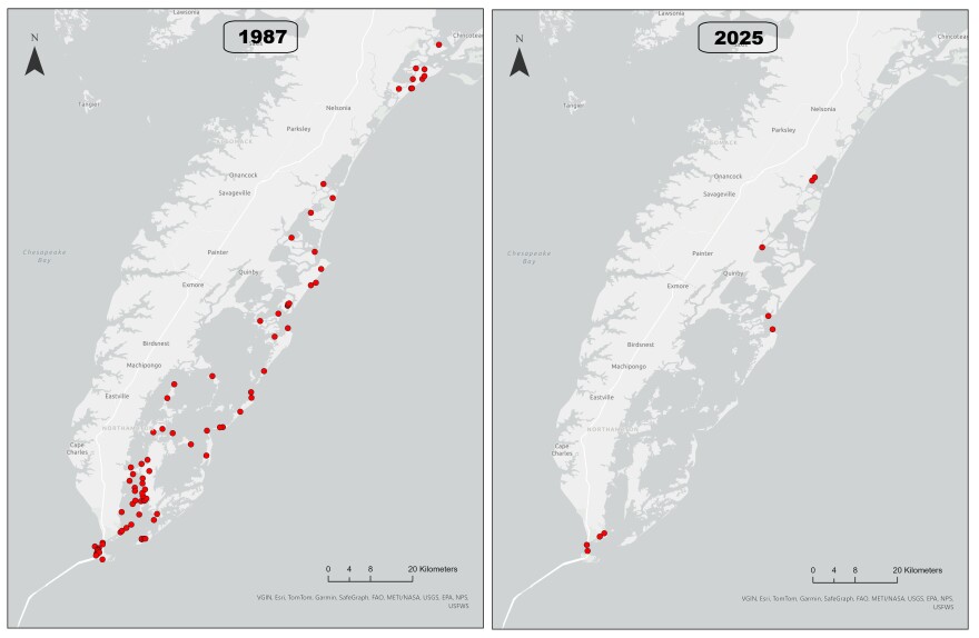 A map of osprey pairs along the seaside of Virginia's portion of the Delmarva Peninsula in 1987 and 2025. Pairs have declined nearly 90% during the 38-year period.