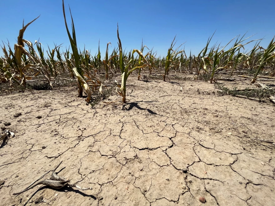 Many corn fields in western Kansas, like this one just outside of Garden City, were parched by drought in 2022. But deciding what characterizes a drought as regional climate changes is not an easy task.