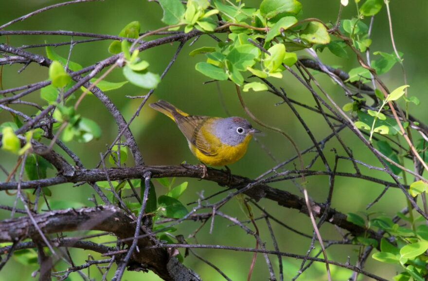 The Nashville Warbler is a songbird that migrates through Tennessee in between Mexico and Canada.