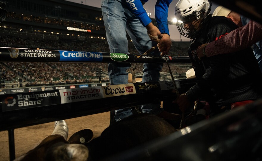 A bull ride waits behind a gate before entering the stadium.