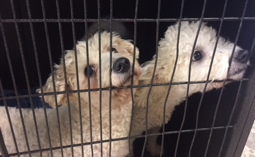 Two female Bichon dogs in a cage