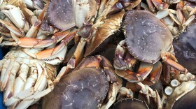 Batch of captured Dungeness Crab in Newport, OR.
