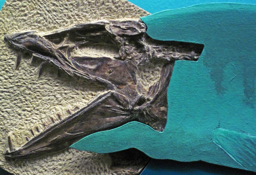 Fossils on display at Sternberg Museum in Hays, Kansas, reveal the state's unique prehistoric past.