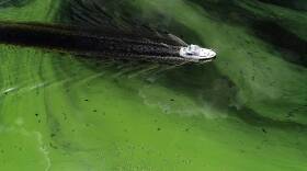 A boat churns through blue green algae in the Caloosahatchee River near LaBelle.