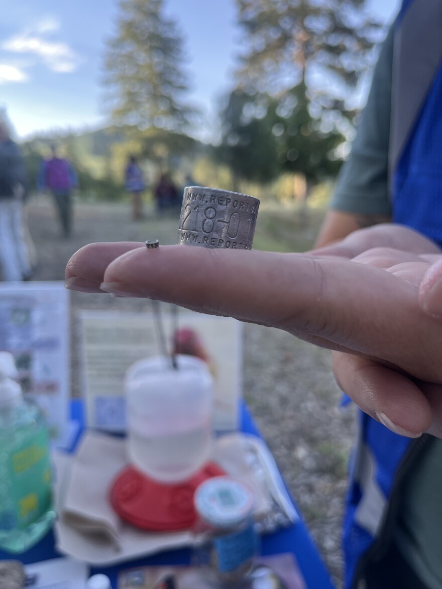 Two bird bands placed on a hand. On the right is one about the size of a die used for great horned owls. On the left, one the size of a sesame seed used for hummingbirds. 