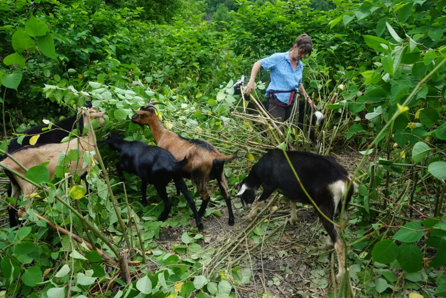 Mary Beth Herbert works with her crew of goats clearing knotweed near the Mad River in Waitsfield on June 26, 2025.