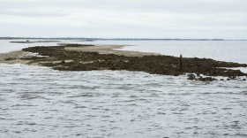 Lone Cabbage demonstrated the success of oyster reef restoration projects, which are now underway on other reefs in Cedar Key, including Corrigan’s Reef, an almost $2 million effort.