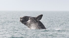 These marine mammals were named "right whales" because they were considered by whalers to be "the right ones to hunt."
