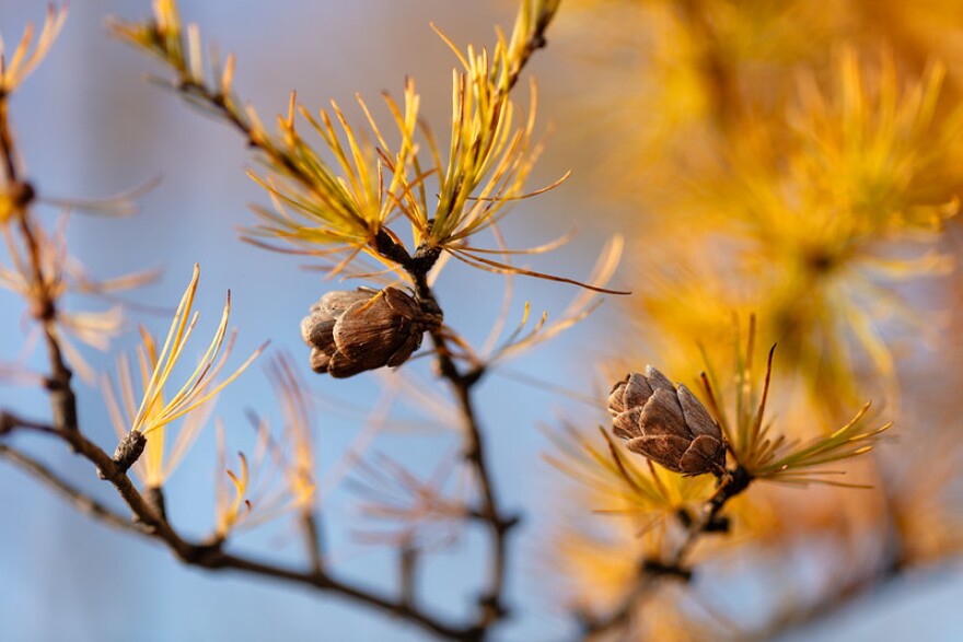 A tamarack tree clings to its last needles in Itasca County. The needles are golden. There are two pine cones on the twigs. The image is shot as a close-up with a blurry blue background.