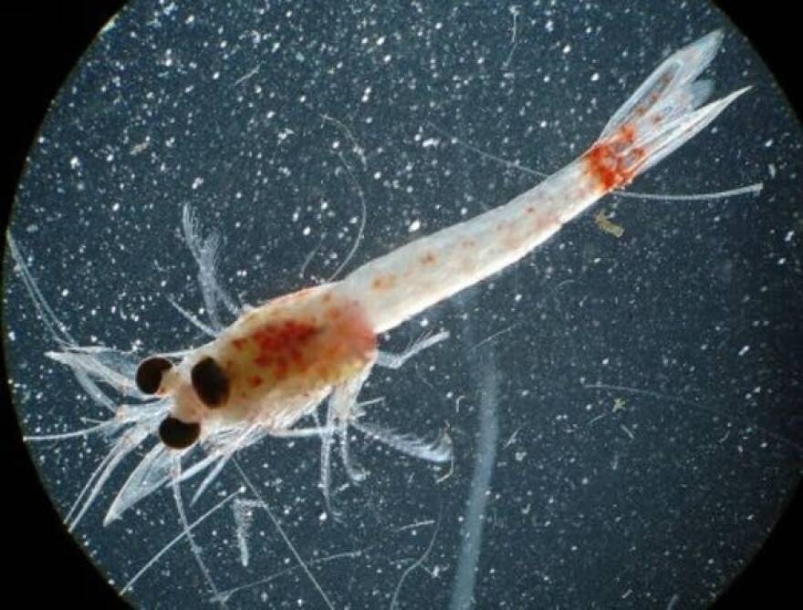 Close-up of a small aquatic creature - a bloody red shrimp