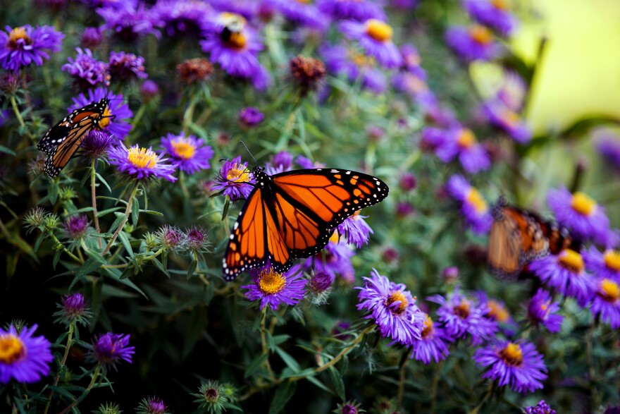 Three Monarch butterflies on purple aster flowers.