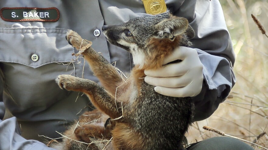 After being trapped, a female island fox, about 3-years-old, is examined before being released back into the wild on Santa Cruz Island