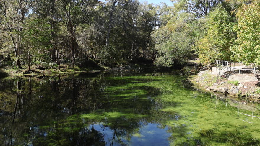 Lo que antes era un manantial popular para nadar ahora está vacío. El agua contaminada es tan verde como los árboles que lo rodean. Foto por: Marina Meretz.
