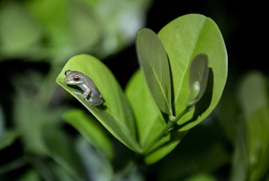 A green tree frog, sitting on a cocoplum plant, was found by a volunteer during FrogWatch on Wednesday, July 17, 2024. FrogWatch volunteers go out to different locations near and on the FGCU campus to count the frog calls they hear.