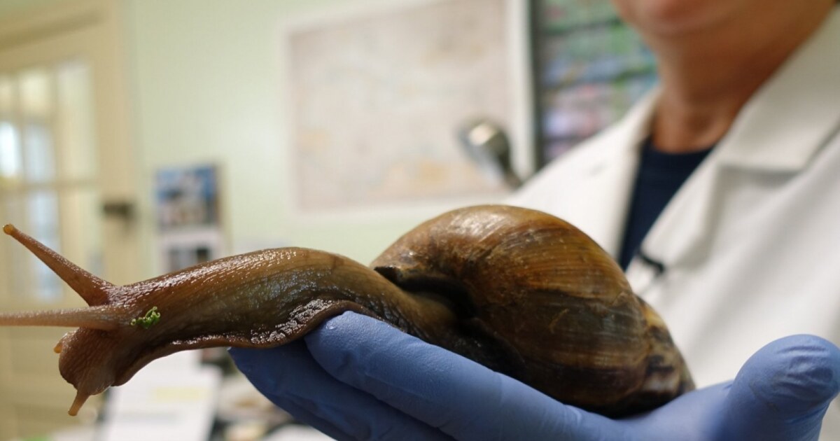 Florida officials plan to eradicate giant African land snails, again | Ideastream Public Media