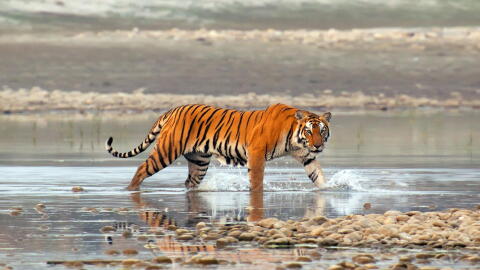 Nature – Tiger Island, Part I