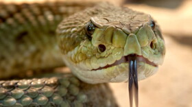 Rattlesnake