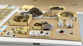 There are more than 4 million artifacts in Jamestown Rediscovery's collection. (Photo courtesy of VPM News)