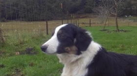 Beau, a border collie, was taken from an unhoused woman in downtown Eugene on Sept. 23, according to Eugene Police.