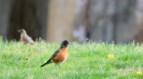 American Robin — Shelton, Conn.