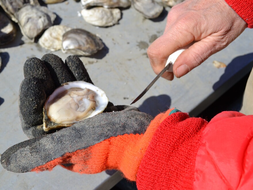 Lisa Calvo sorts her Sweet Amalia Oysters near Cape May, N.J. Most days, Calvo's entire crew is female.