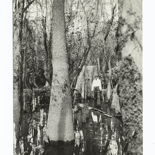 Cypress logging area, Santee River Cypress Lumber Co., Clarendon Co., South Carolina.