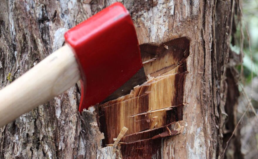 Researchers cut samples of infected 'ōhi'a trees to test for the new strain of fungus, Ceratocystis fimbriata.