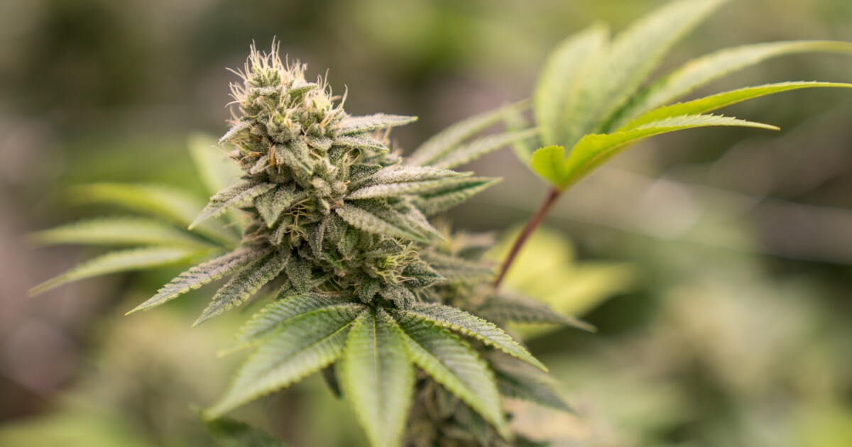 11 things to know about legal recreational marijuana in illinois stlpr 11 things to know