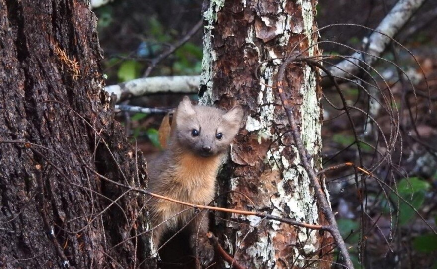 The coastal marten, also known as the Humboldt marten, is federally recognized as a threatened species. Tala DiBenedetto with the Center for Biological Diversity said trapping and deforestation has historically caused its population to shrink.