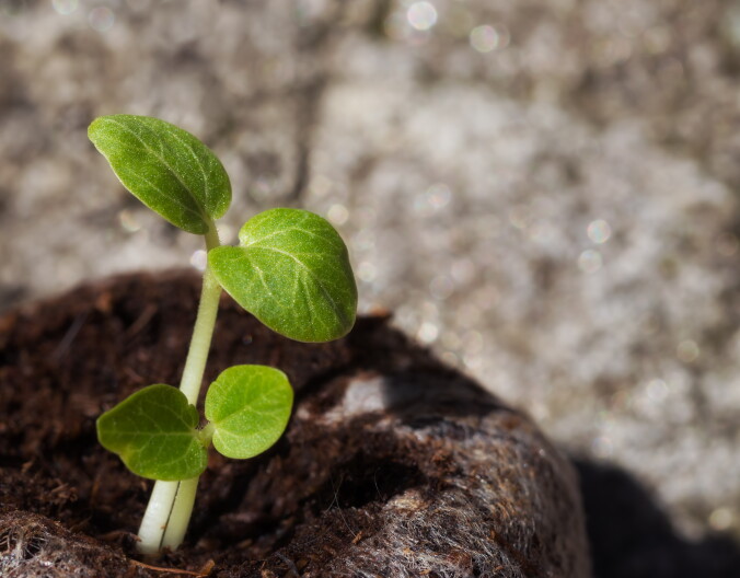 A small green sprout pops up from soil.
